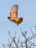 Red-tailed Hawk Taking Flight_07445